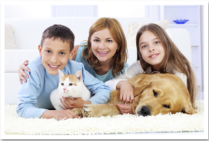 Chem-Dry's pet urine removal treatment completely destroys odour from carpets and rugs - image